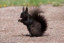 纓耳松鼠 纓耳松鼠