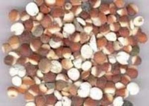 芡實提取物 芡實提取物