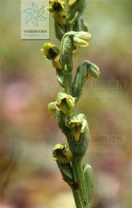 矮角盤蘭 矮角盤蘭