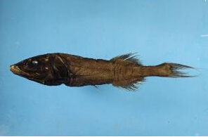 安的列斯塔氏魚 安的列斯塔氏魚