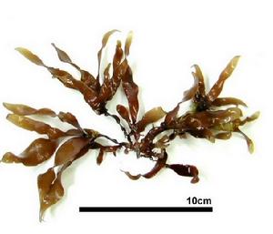 蘺生藻屬 蘺生藻屬