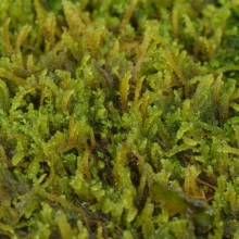 淡葉偏蒴蘚 淡葉偏蒴蘚