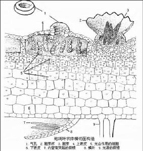 地錢的形態構造