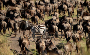 賽倫蓋蒂平原 賽倫蓋蒂平原