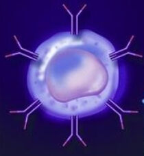 細胞因子 細胞因子