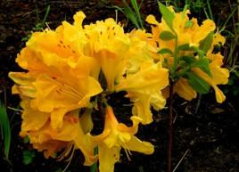 羊躑躅(鬧羊花) 羊躑躅(鬧羊花)