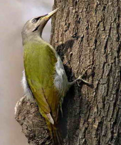 小綠啄木鳥