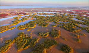 黃河三角洲國家地質公園 黃河三角洲國家地質公園