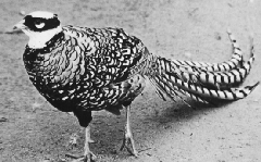 《邶風·雄雉》 《邶風·雄雉》