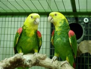 聖文亞馬遜鸚鵡 聖文亞馬遜鸚鵡