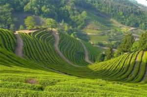 南鄭線上 南鄭線上