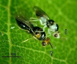 螟蛉狹面姬小蜂 螟蛉狹面姬小蜂