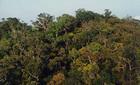 熱帶季雨林植被