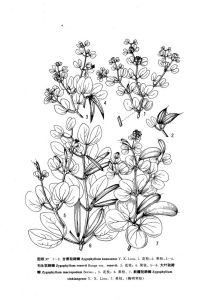 新疆駝蹄瓣 新疆駝蹄瓣