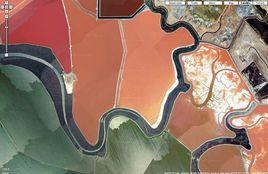 西班牙鹽桿菌 西班牙鹽桿菌