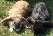 英國長耳兔 英國長耳兔