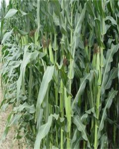 穗珍甜616 穗珍甜616