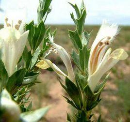 管莖雪兔子 管莖雪兔子