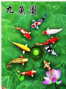 九魚圖 九魚圖