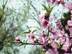 《一萼紅·紅梅》 《一萼紅·紅梅》