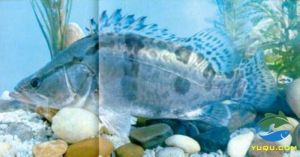 短翅小鮋 短翅小鮋