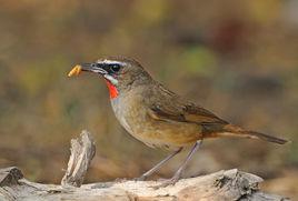 紅靛頦兒 紅靛頦兒