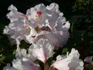 毛脈杜鵑 毛脈杜鵑