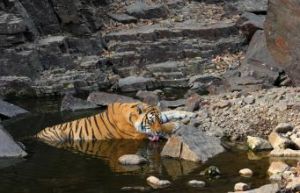 自然死亡 自然死亡