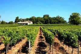 聖埃美隆產區 聖埃美隆產區