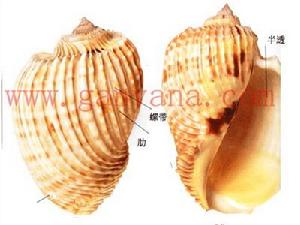百肋楊桃螺 百肋楊桃螺