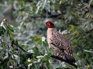 橙頸山鷓鴣 橙頸山鷓鴣