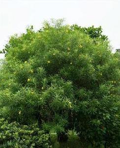 黃花夾竹桃[捩花目夾竹桃科植物]