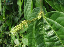 破布葉屬 破布葉屬