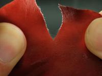 裂膜藻的藻體外形