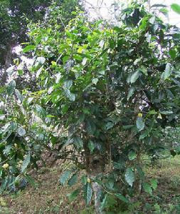 山茶葉[山茶葉]