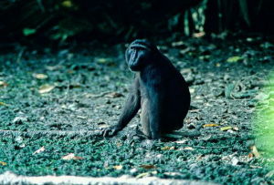 黑克獼猴 黑克獼猴