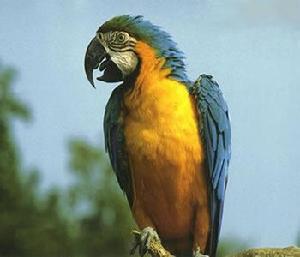 黃藍金剛鸚鵡