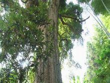 香楠樹（500年樹齡）