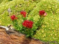 四裂紅景天 四裂紅景天