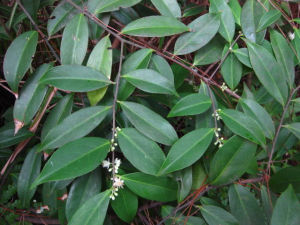 尾尖葉柃 尾尖葉柃