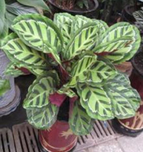 花葉竹芋 花葉竹芋