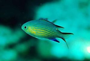 凡氏光鰓魚 凡氏光鰓魚