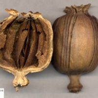 神奇強力枇杷露 神奇強力枇杷露