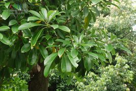 川黔潤楠 川黔潤楠