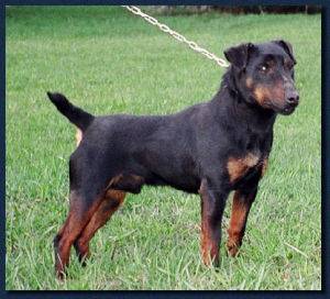 德國狩獵梗 德國狩獵梗