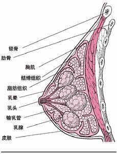 乳房疾病