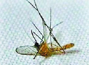 蚊子屍體叫賣一毛錢一個