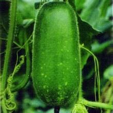 豐冠2號節瓜 豐冠2號節瓜