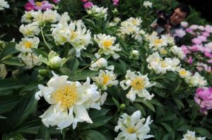 玉翠麒麟 玉翠麒麟