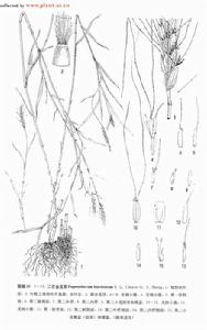 二芒金髮草 二芒金髮草